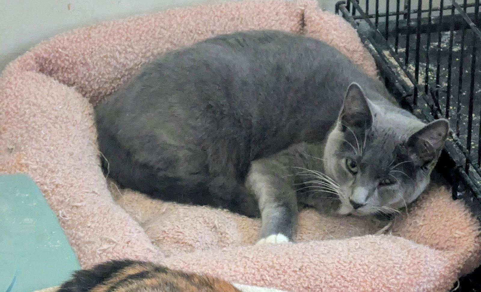 PECAN LATTE, a Adoptable Domestic Short Hair in Oakhurst, NJ image 1/3