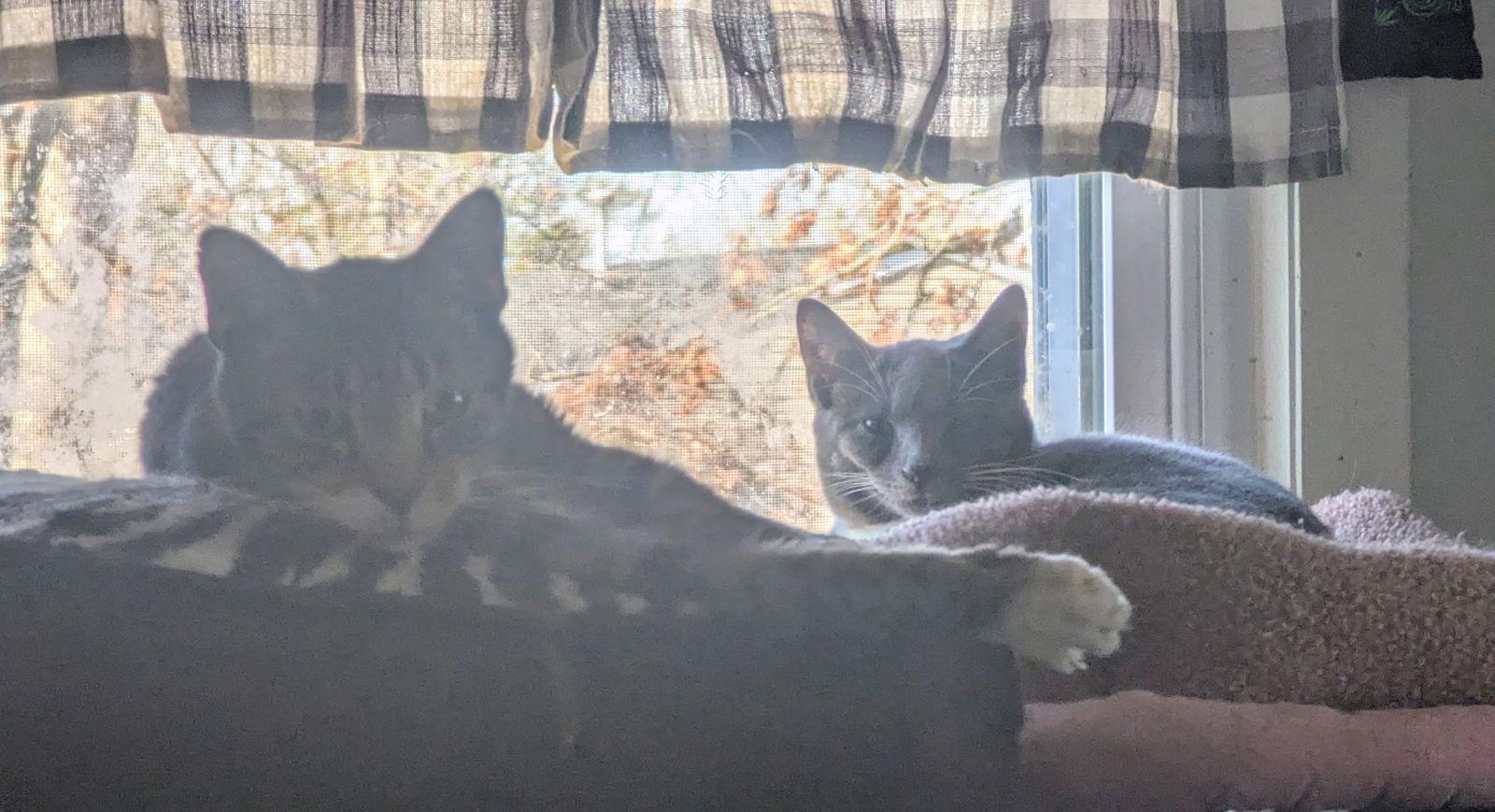 PECAN LATTE, a Adoptable Domestic Short Hair in Oakhurst, NJ image 2/3