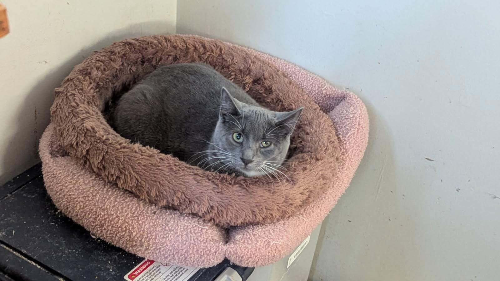 PECAN LATTE, a Adoptable Domestic Short Hair in Oakhurst, NJ image 3/3