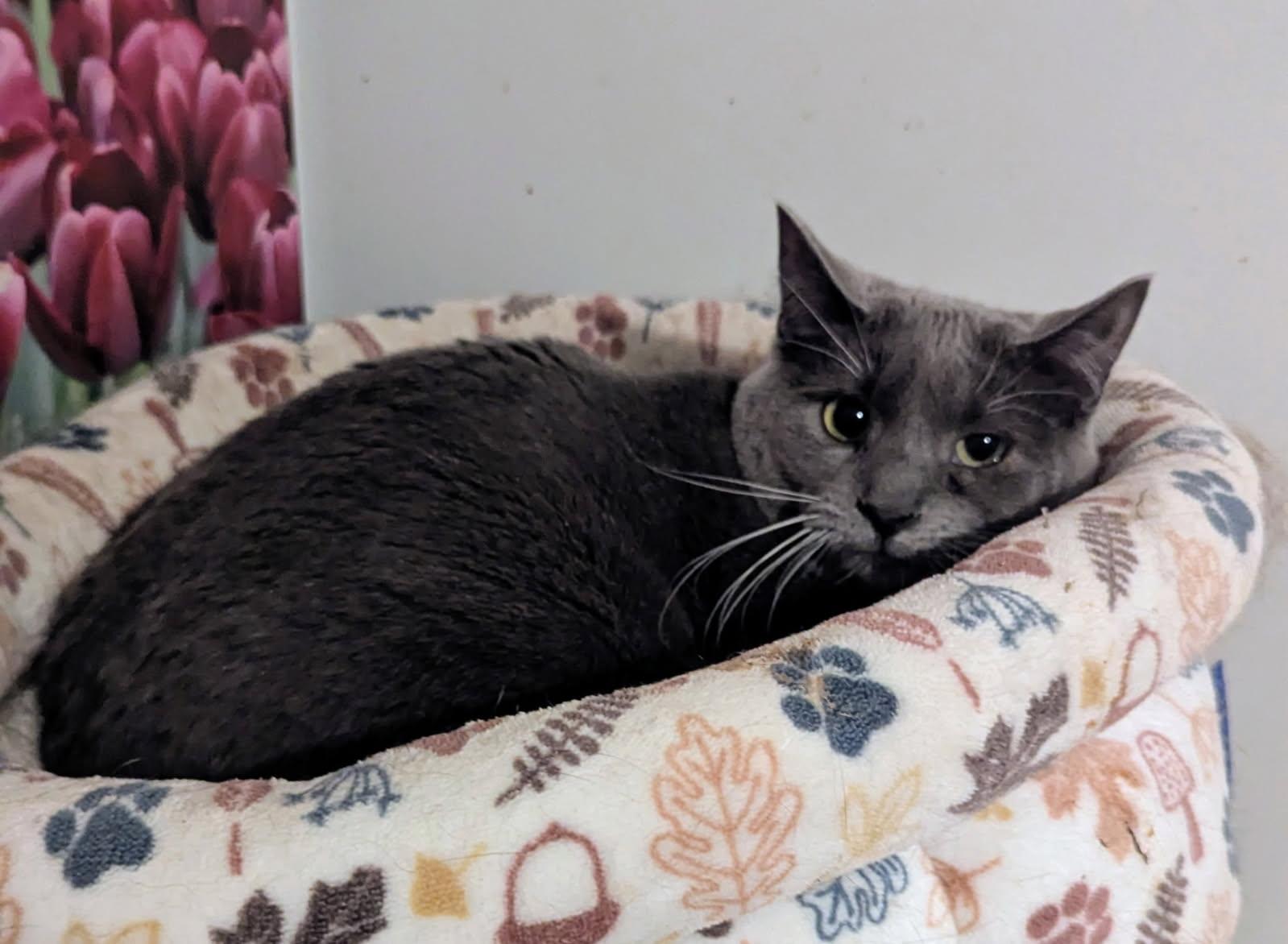 Enlarge PECAN LATTE, a Adoptable Domestic Short Hair in Oakhurst, NJ image 3/3