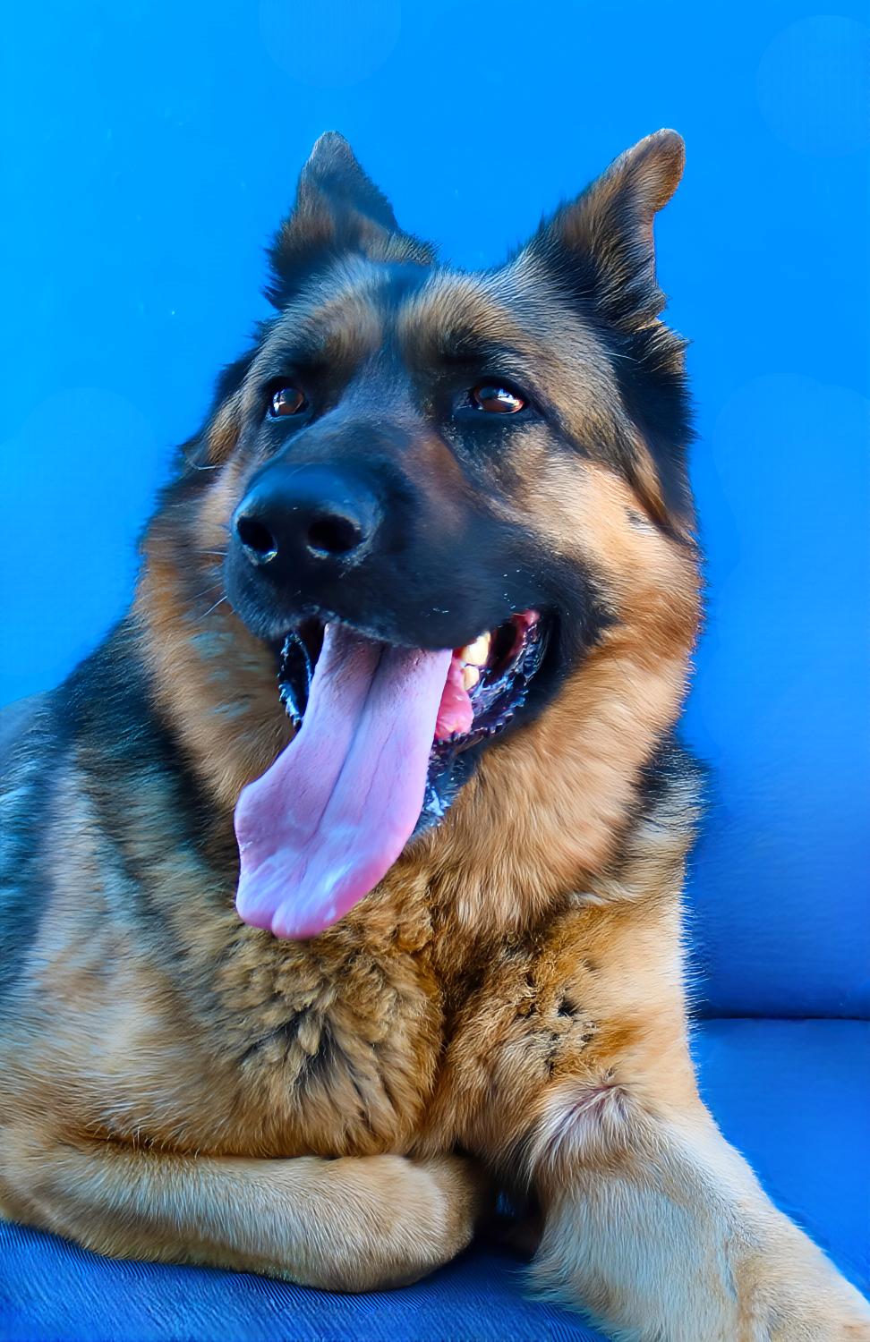 FREDDY, a Adoptable German Shepherd Dog in Pasadena, CA image 1/2