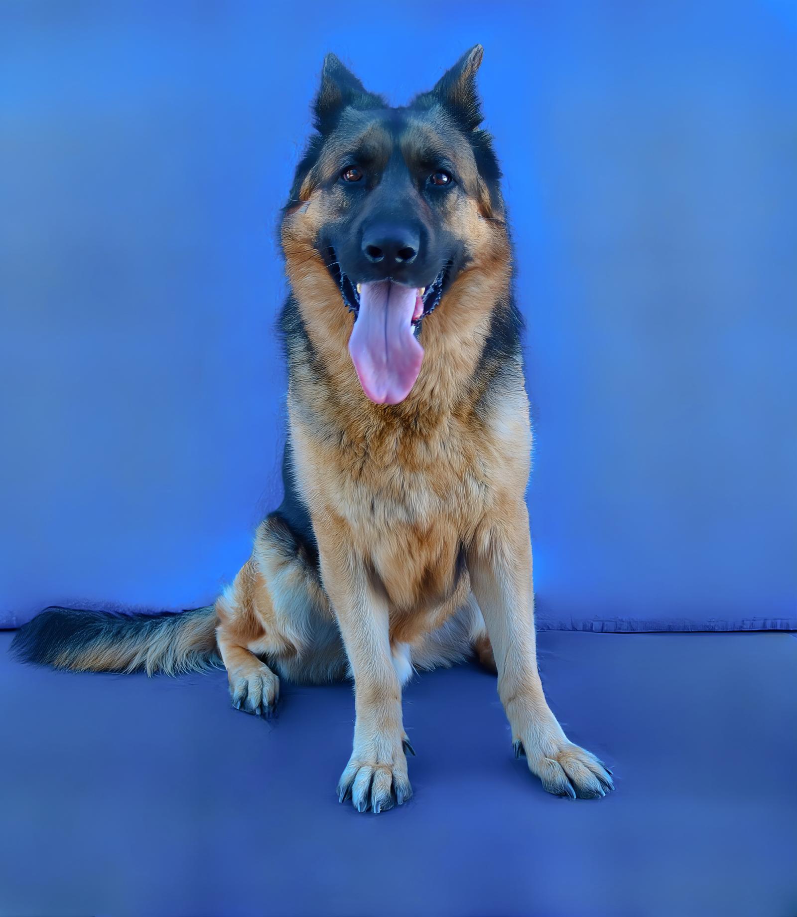 FREDDY, a Adoptable German Shepherd Dog in Pasadena, CA image 2/2