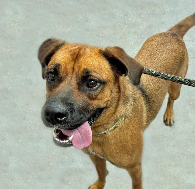 Enlarge IRIS, a Adoptable Rhodesian Ridgeback in Tucson, AZ image 1/1
