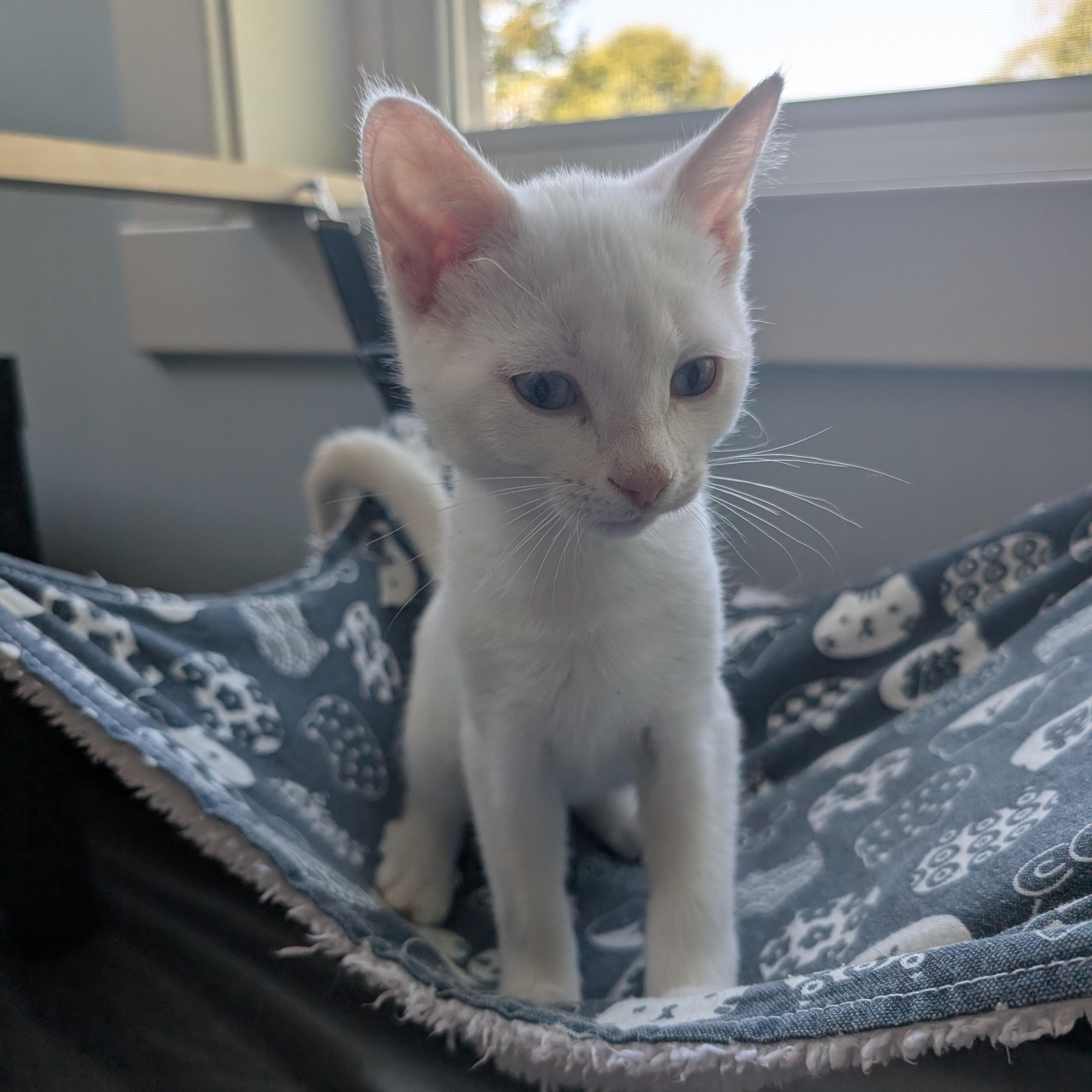 Salt, a Adopted Domestic Short Hair in Richmond, VA image 3/6