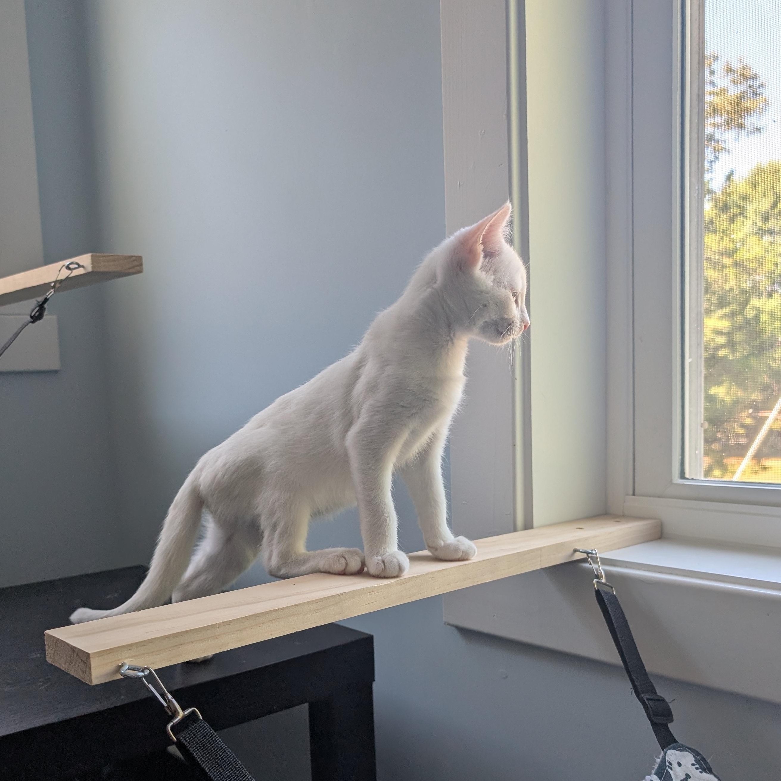 Salt, a Adopted Domestic Short Hair in Richmond, VA image 4/6