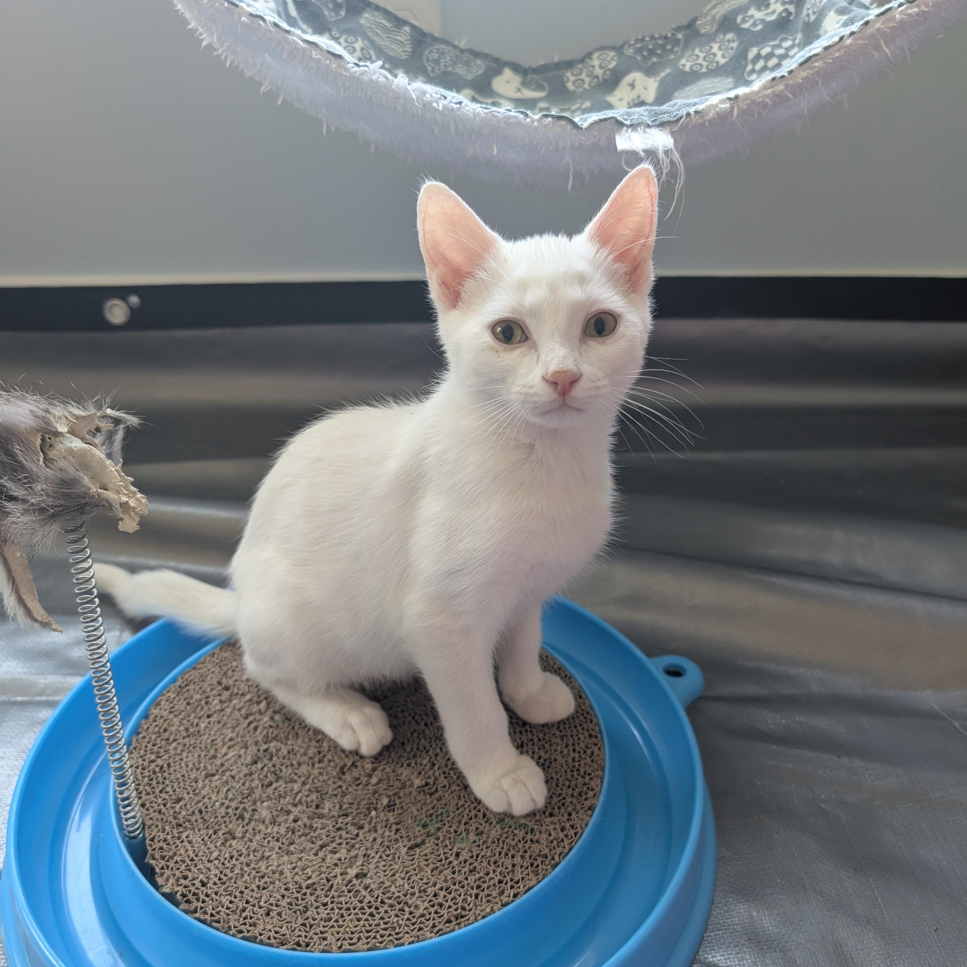 Salt, Adopted, Kitten Male Domestic Short Hair.