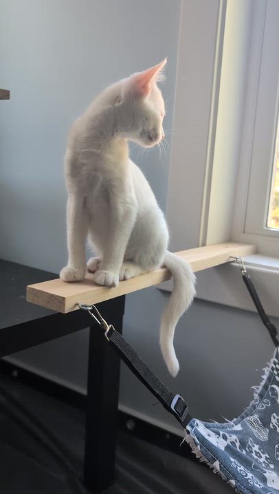 Enlarge Salt, a Adopted Domestic Short Hair in Richmond, VA video 5/6