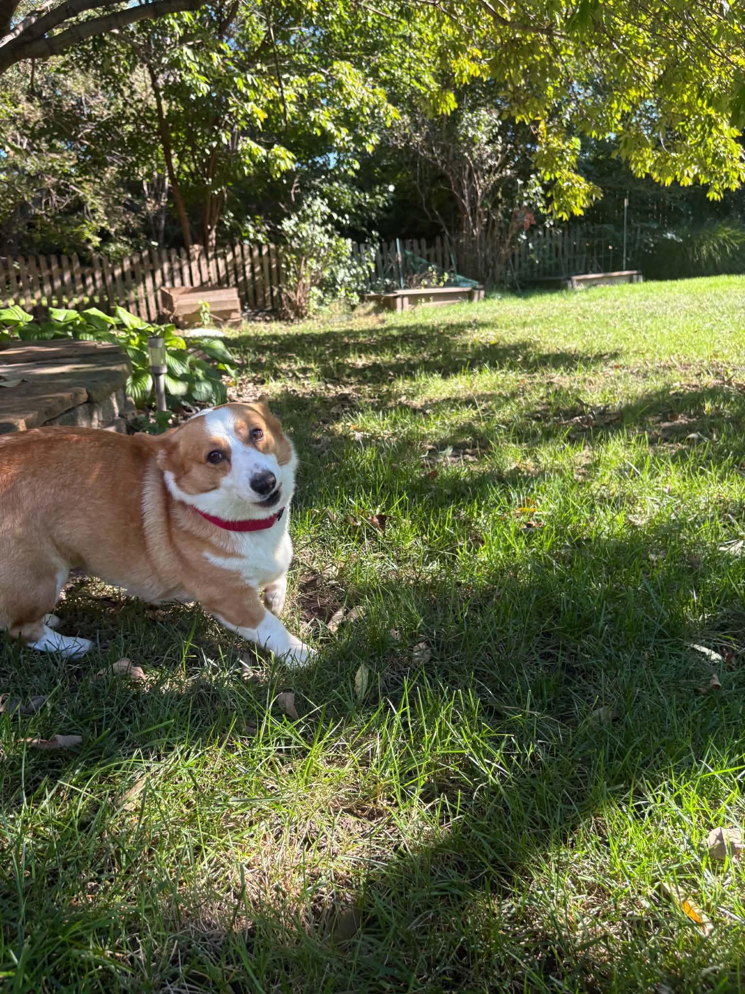 Enlarge Max, a Adopted Corgi in Overland Park, KS image 5/6