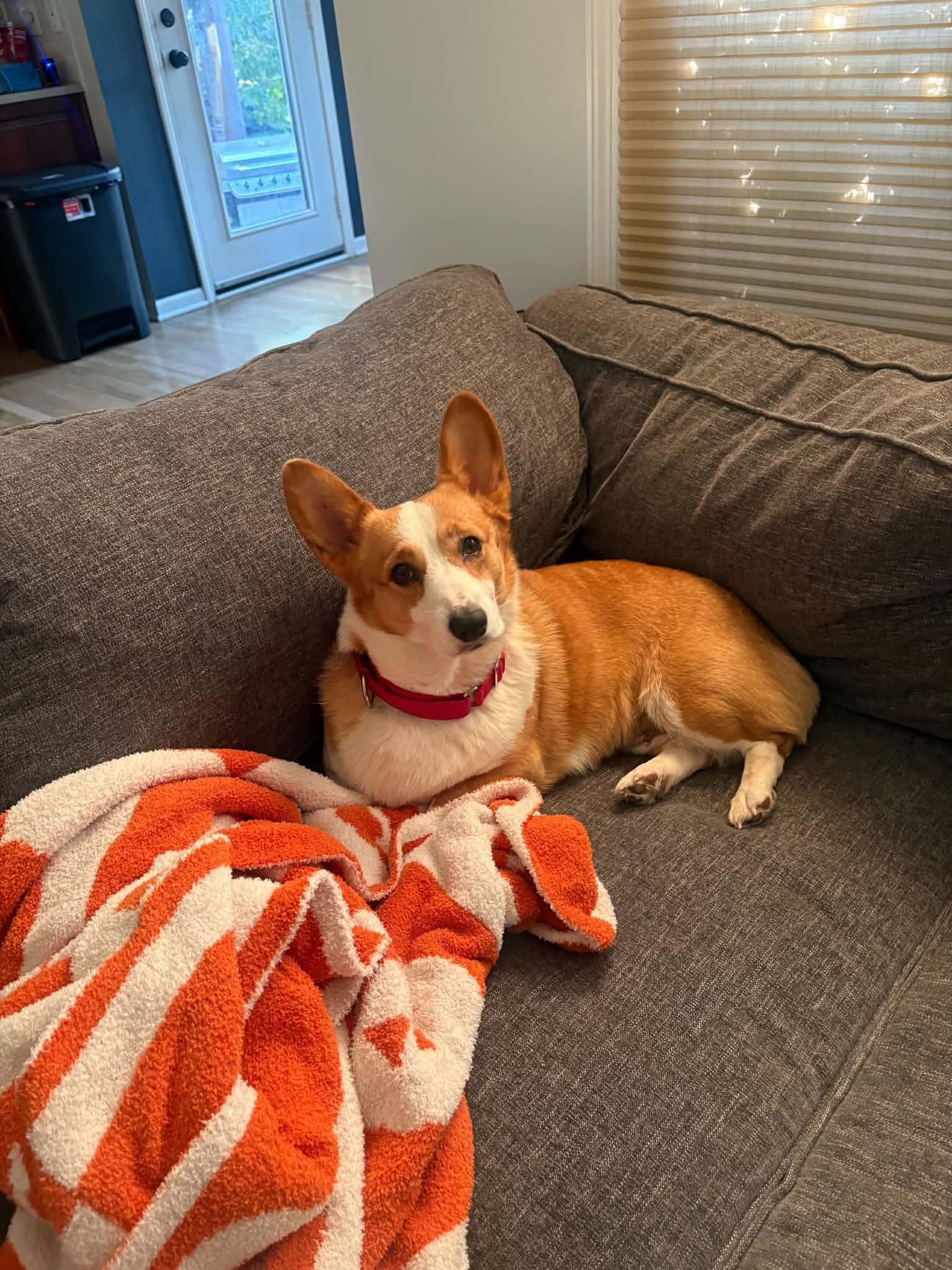 Max, Adopted, Adult Female Corgi.