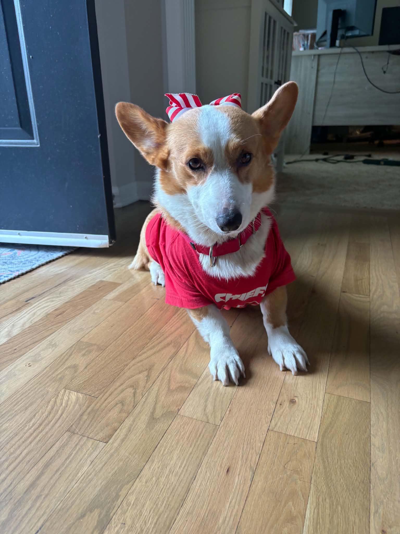 Enlarge Max, a Adopted Corgi in Overland Park, KS image 3/6