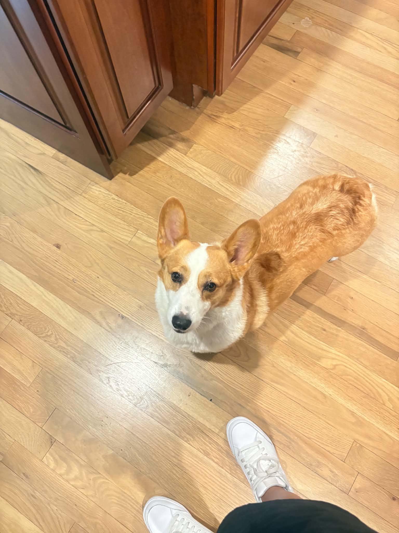 Enlarge Max, a Adopted Corgi in Overland Park, KS image 6/6