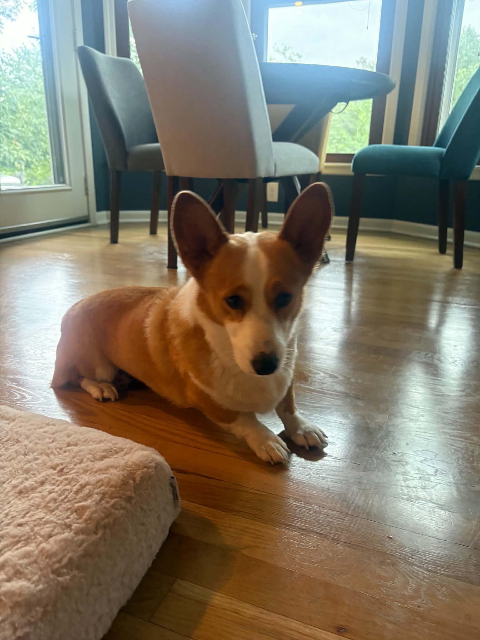 Enlarge Max, a Adopted Corgi in Overland Park, KS image 2/6