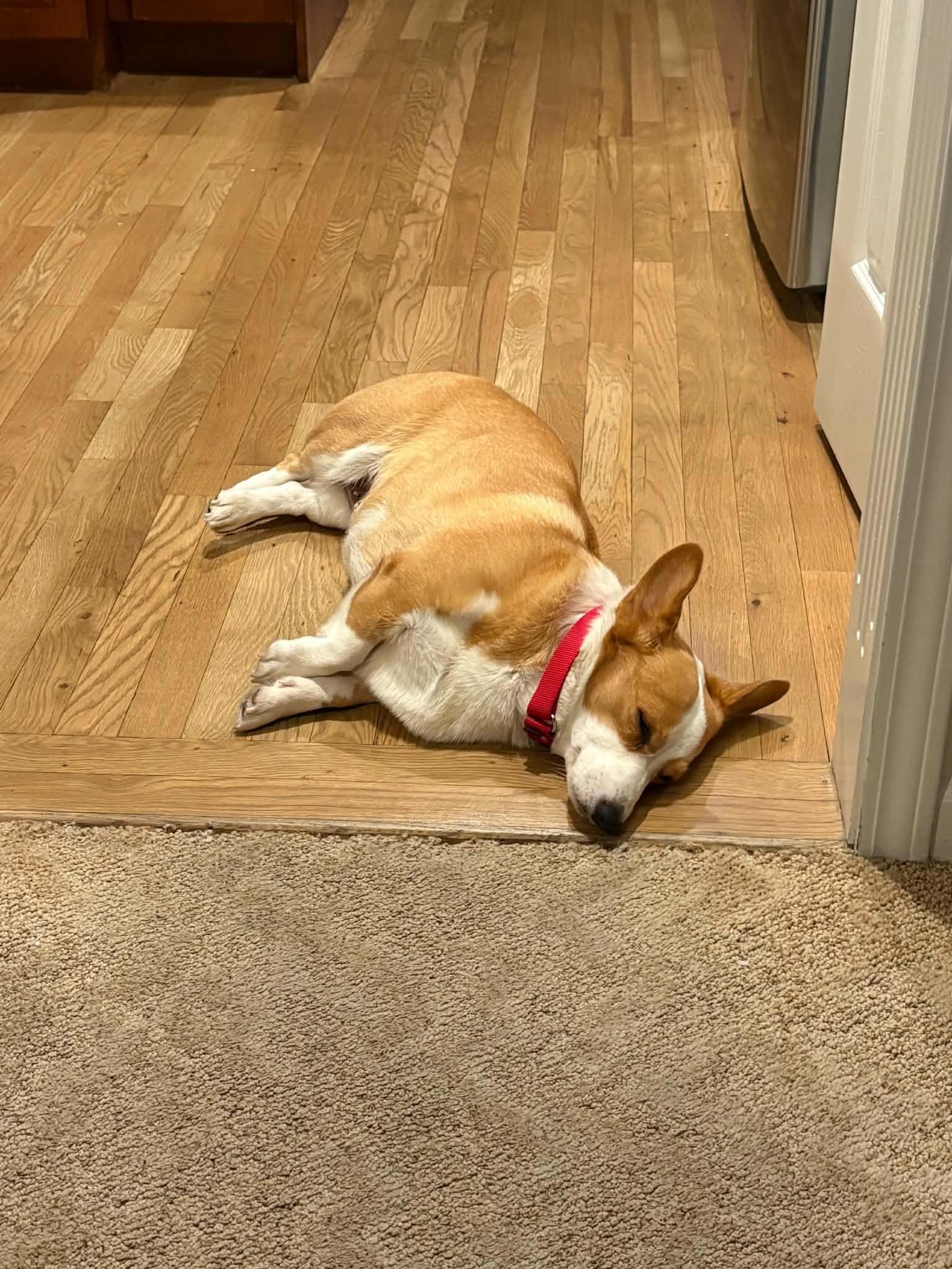 Enlarge Max, a Adopted Corgi in Overland Park, KS image 4/6