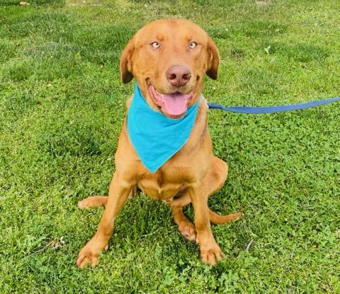 Enlarge Buoy, a ADOPTABLE Labrador Retriever in Colusa, CA image 2/6