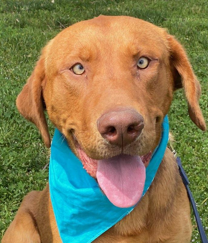 Enlarge Buoy, a ADOPTABLE Labrador Retriever in Colusa, CA image 3/6