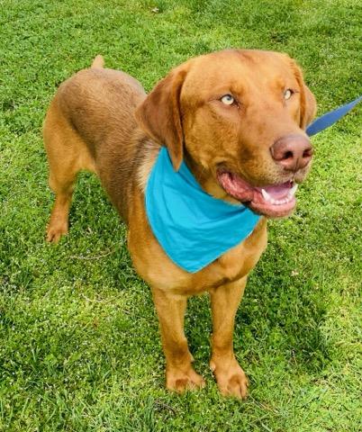 Buoy, adopted, Young Male Labrador Retriever.