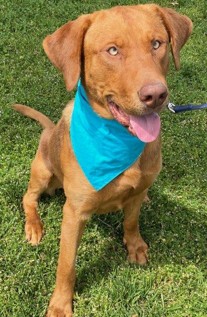 Enlarge Buoy, a ADOPTABLE Labrador Retriever in Colusa, CA image 4/6
