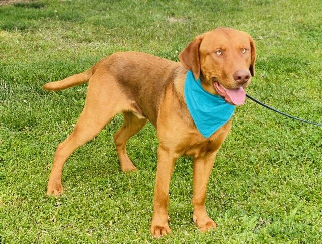 Enlarge Buoy, a ADOPTABLE Labrador Retriever in Colusa, CA image 5/6