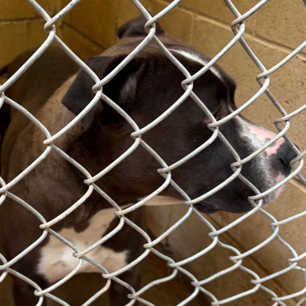 Enlarge (COD) George, a Adoptable Pit Bull Terrier in Douglas, AZ image 1/2