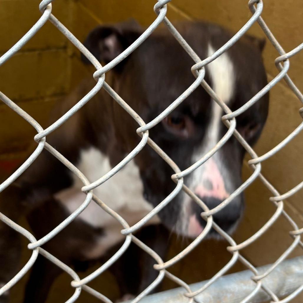 Enlarge (COD) George, a Adoptable Pit Bull Terrier in Douglas, AZ image 2/2