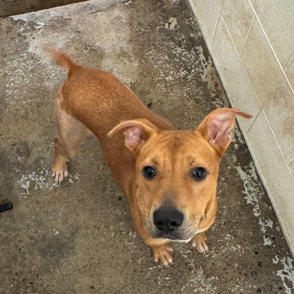 Enlarge Major, a Adoptable Yellow Labrador Retriever in Dillon, SC image 1/1