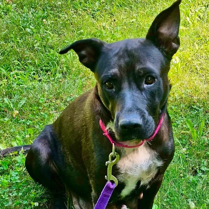 Breezy, an adopted mixed breed in West Haven, CT image 2/2