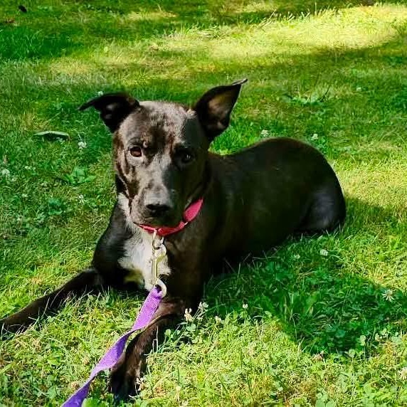 Breezy, adopted, Young Female Black Labrador Retriever.