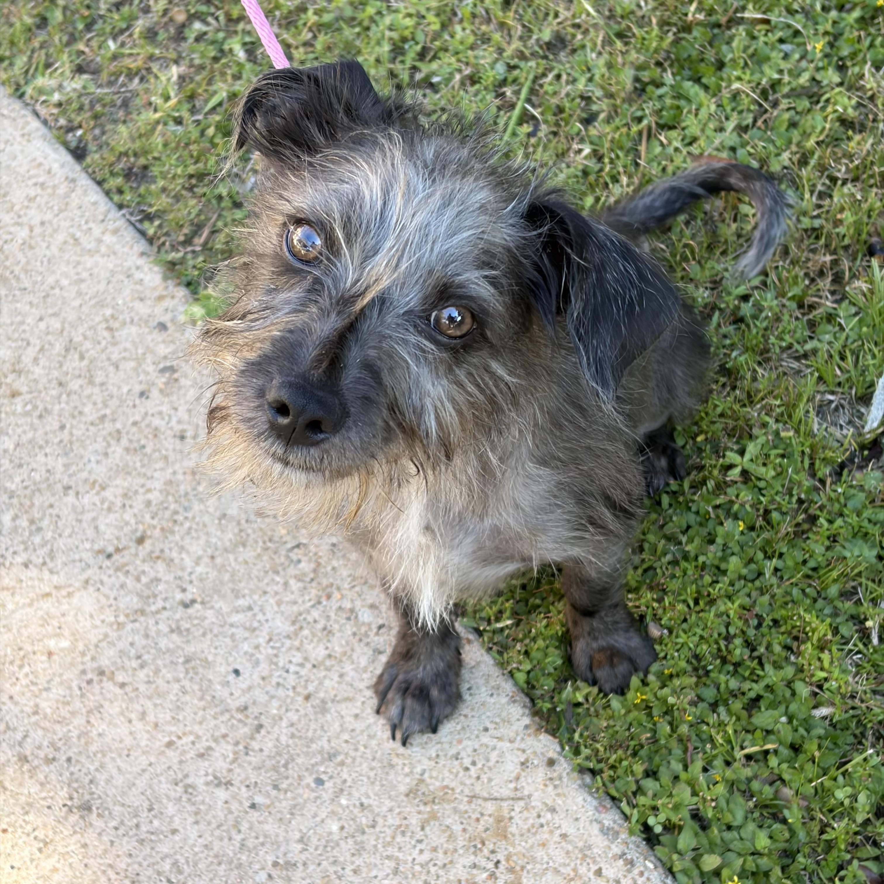 Meet Zev — The Tiny Gentleman with a Big Heart