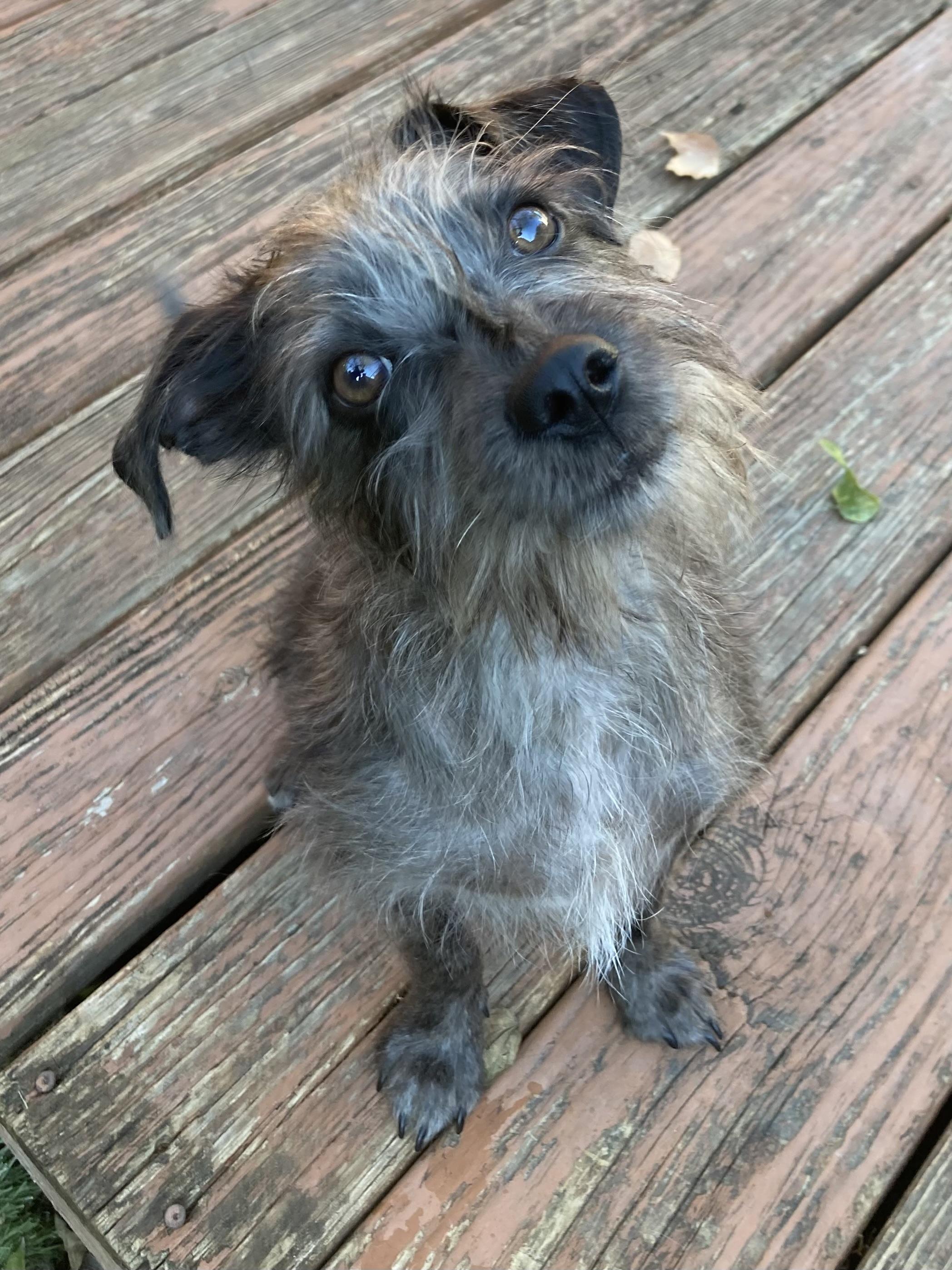 Meet Zev — The Tiny Gentleman with a Big Heart