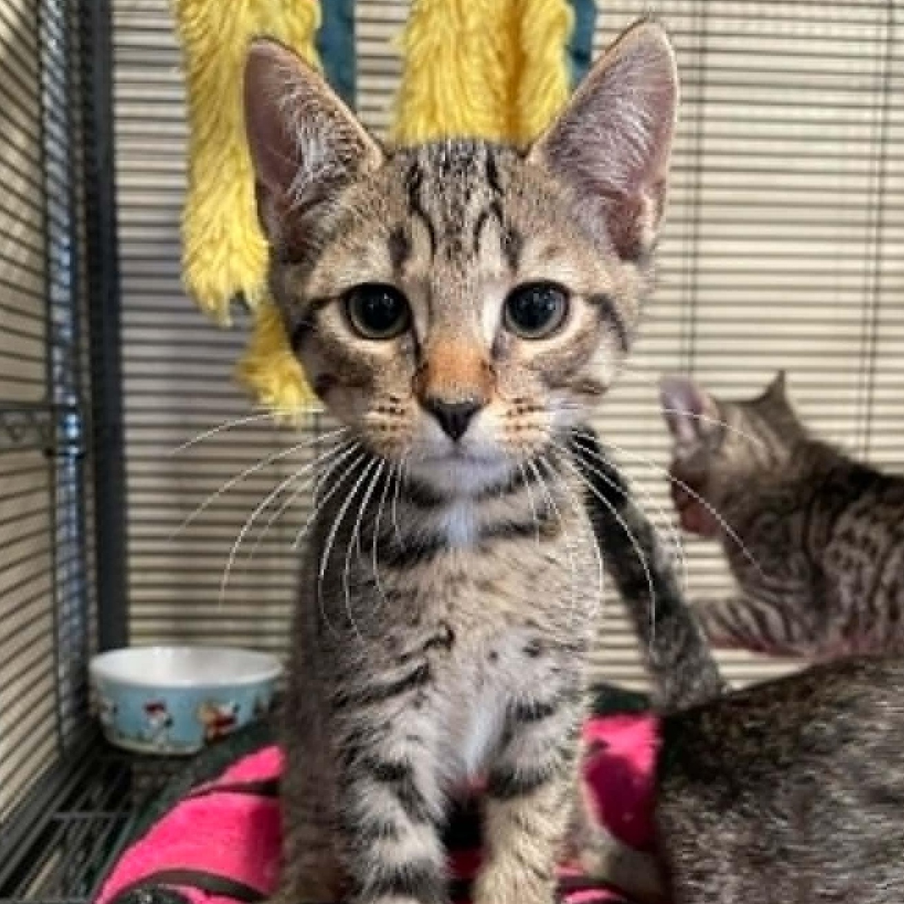 Enlarge Kevin, a ADOPTABLE Domestic Short Hair in Bishopville, SC image 1/1