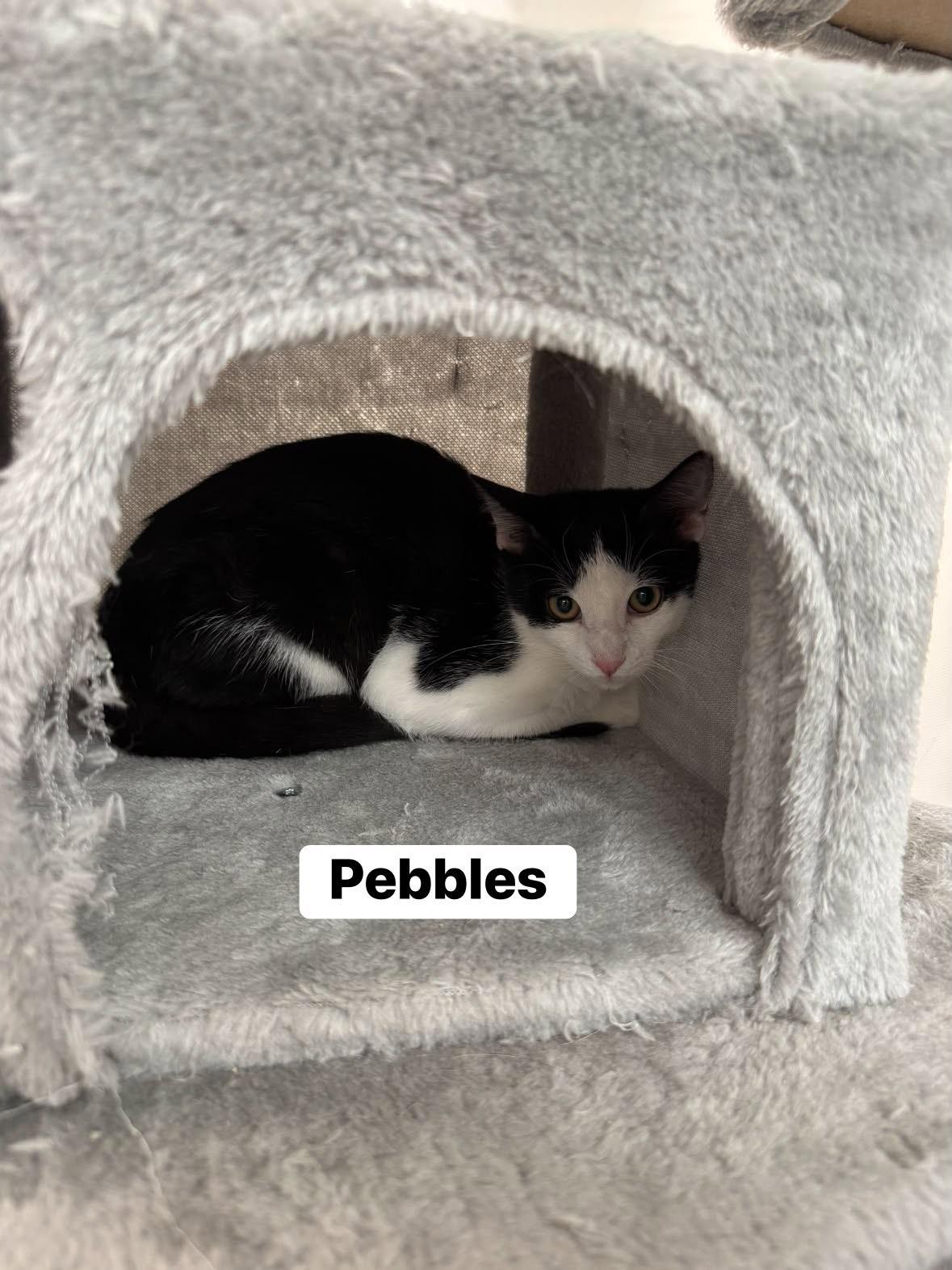 Pebbles, ADOPTABLE, Kitten Female Domestic Short Hair.