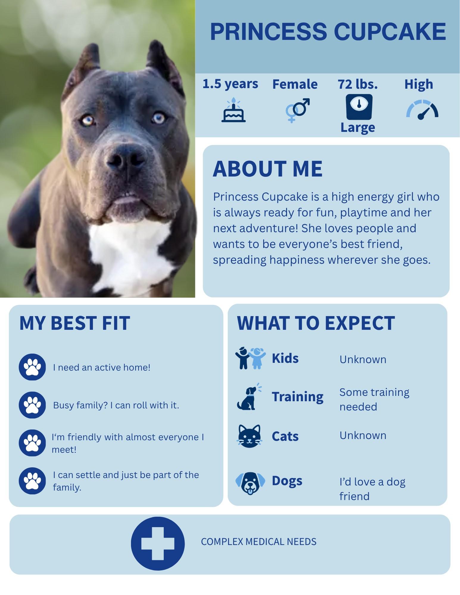 Enlarge Princess Cupcake, a Adoptable mixed breed in Winnipeg, MB image 1/4