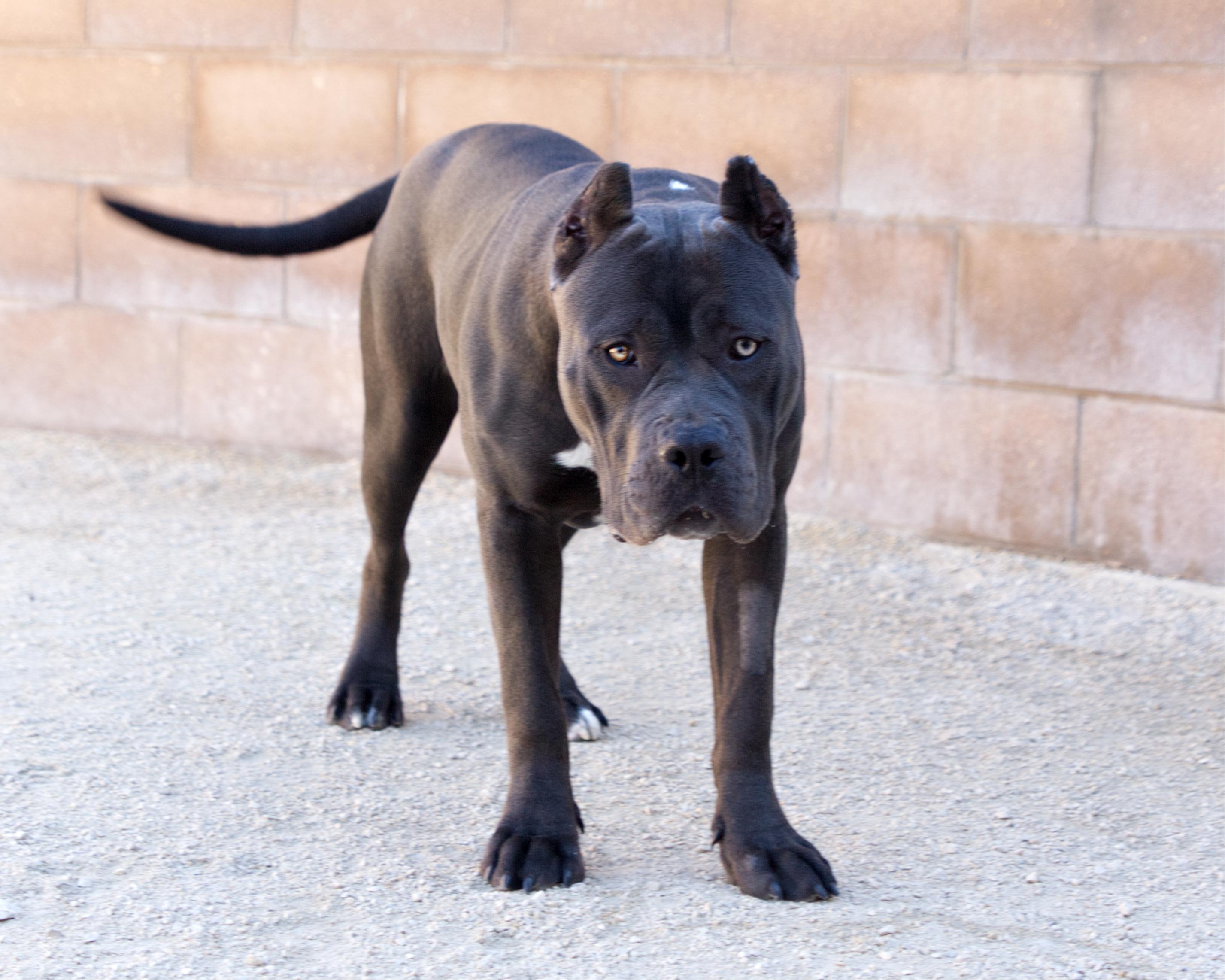 Enlarge Princess Cupcake, a Adoptable mixed breed in Winnipeg, MB image 4/4