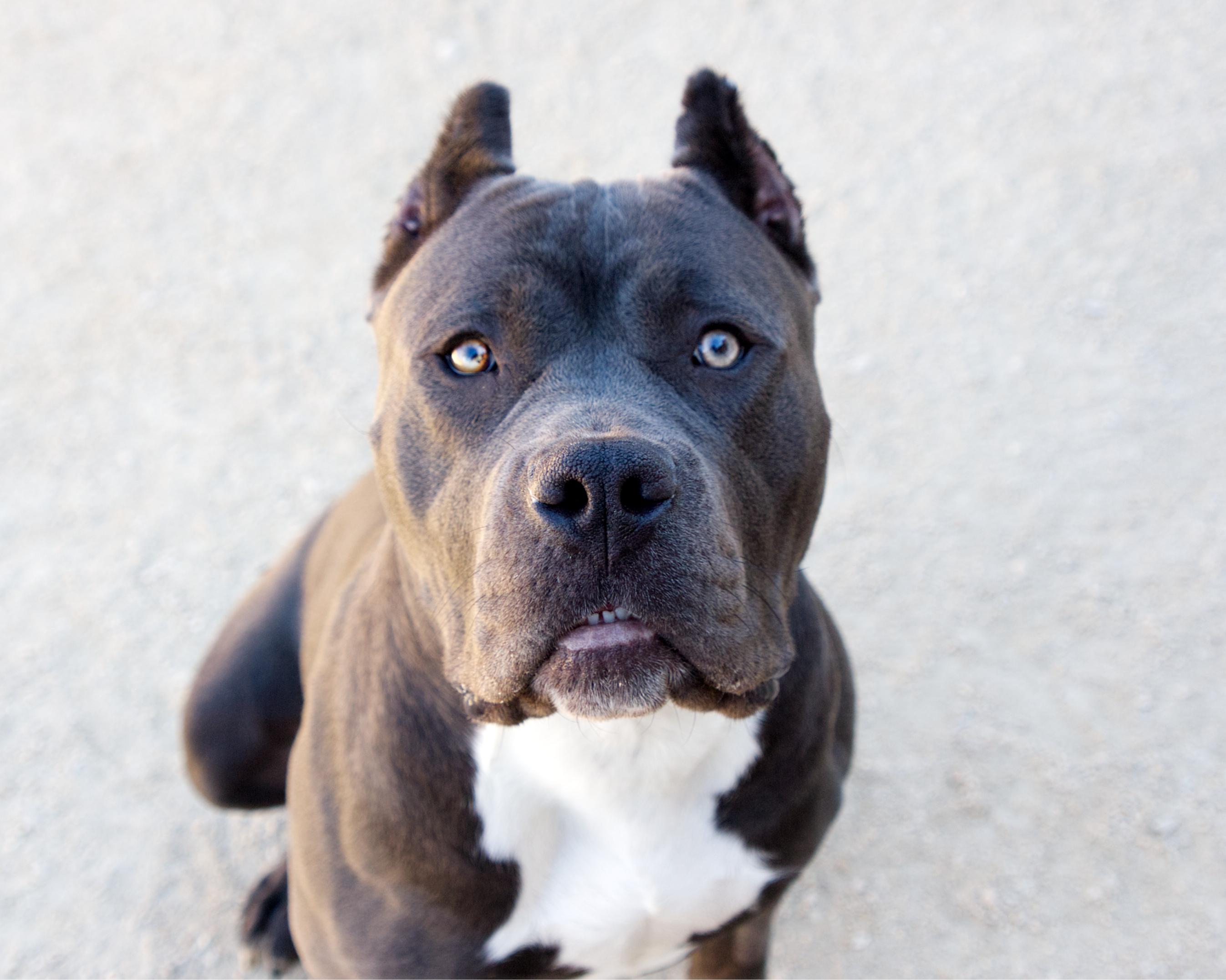 Enlarge Princess Cupcake, a Adoptable mixed breed in Winnipeg, MB image 2/4