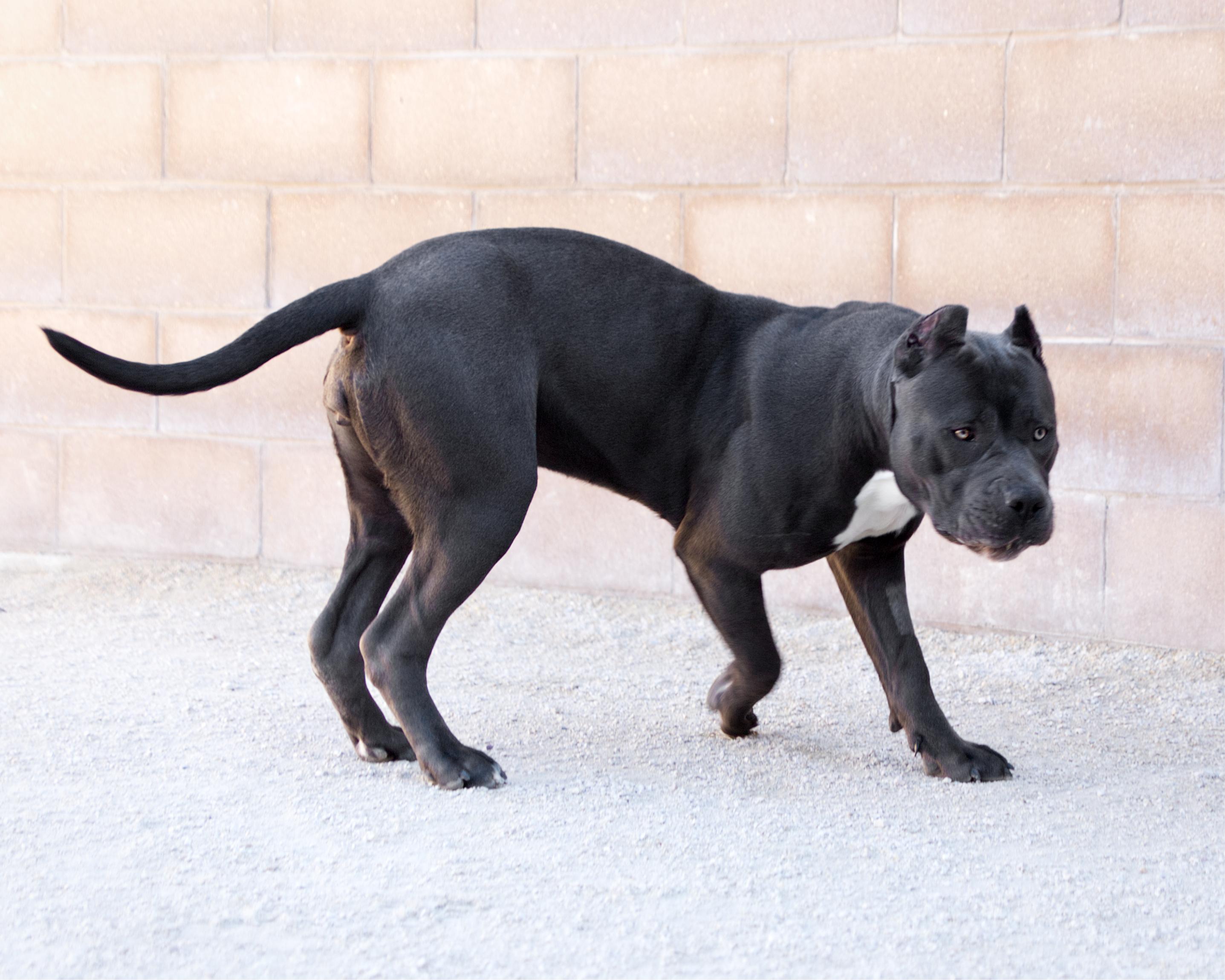 Enlarge Princess Cupcake, a Adoptable mixed breed in Winnipeg, MB image 3/4