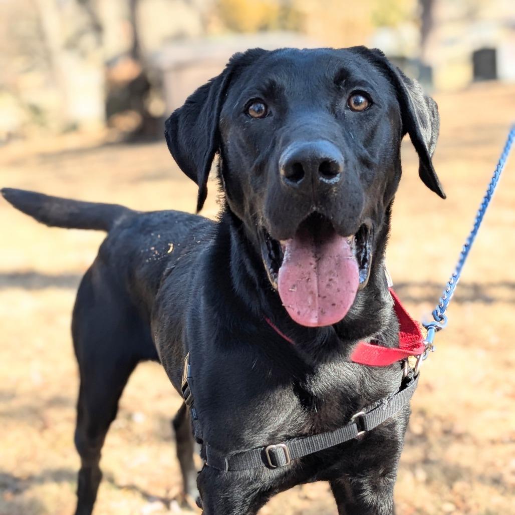 Enlarge Ozzy, a Adoptable mixed breed in Falls Church, VA image 1/6