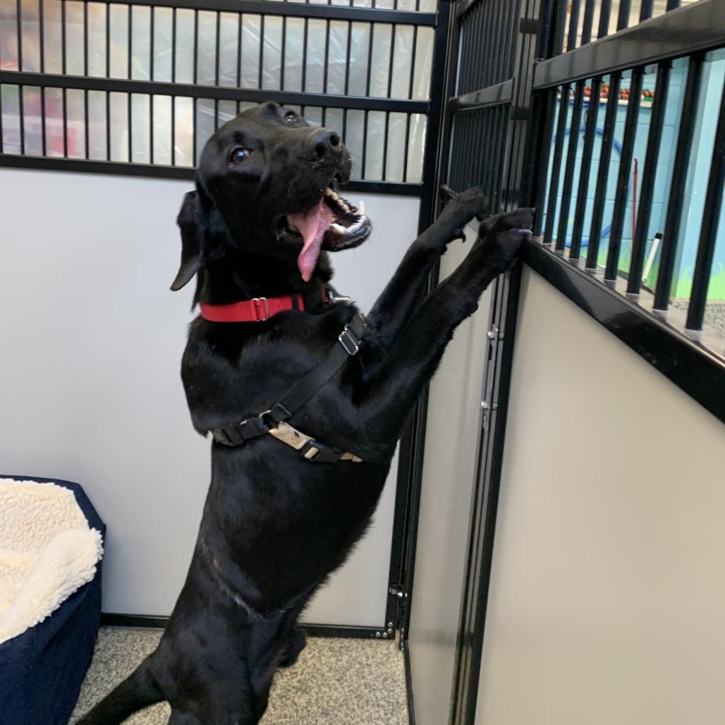 Enlarge Ozzy, a Adoptable mixed breed in Falls Church, VA image 2/6