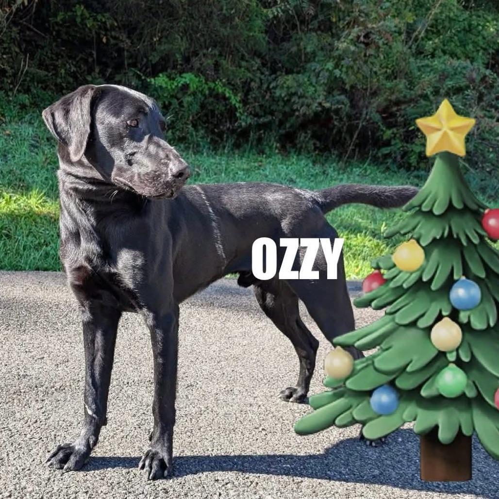 Enlarge Ozzy, a Adoptable mixed breed in Falls Church, VA image 3/6