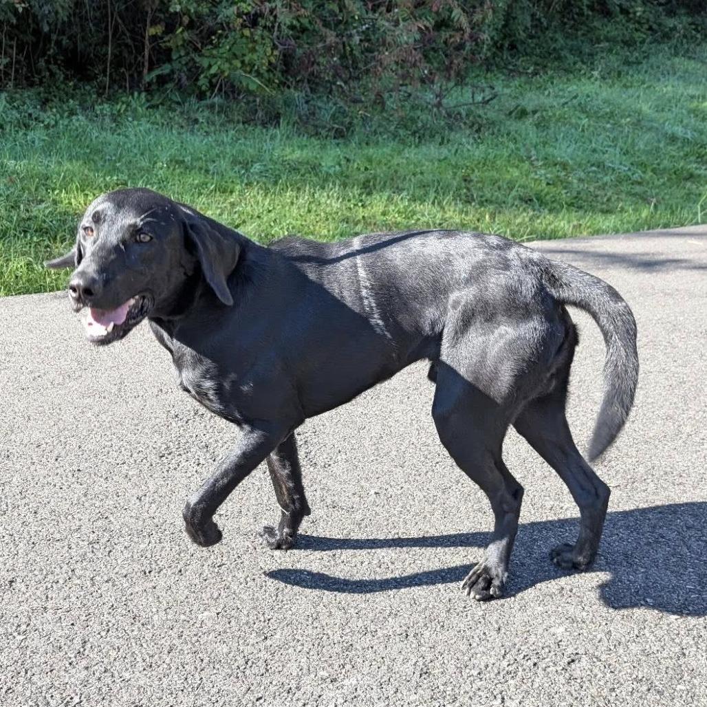 Enlarge Ozzy, a Adoptable mixed breed in Falls Church, VA image 4/6