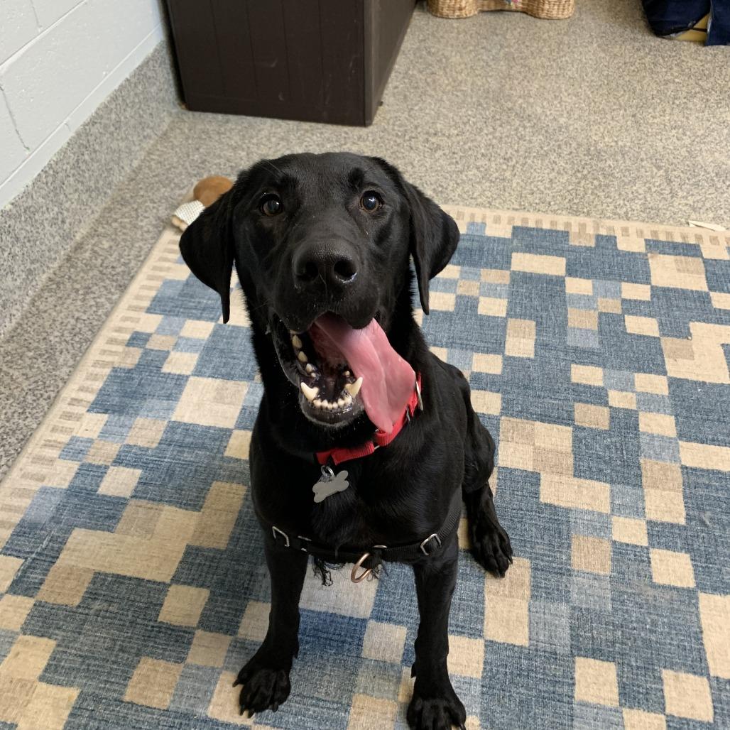 Enlarge Ozzy, a Adoptable mixed breed in Falls Church, VA image 5/6