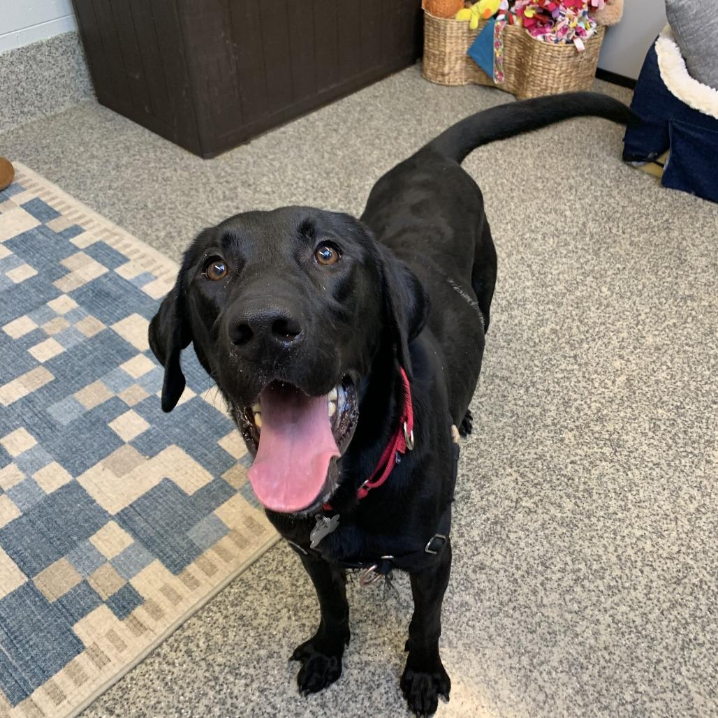 Enlarge Ozzy, a Adoptable mixed breed in Falls Church, VA image 6/6