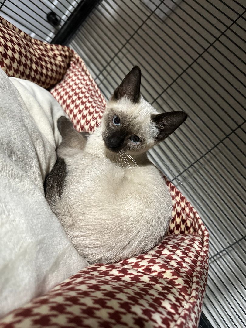 Taylor , a Adopted Siamese in Richmond, TX image 1/2