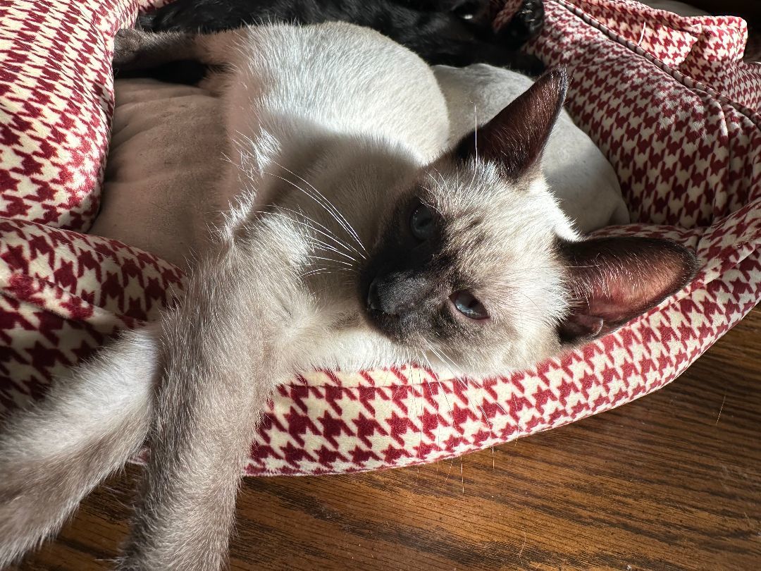 Taylor , a Adopted Siamese in Richmond, TX image 2/2