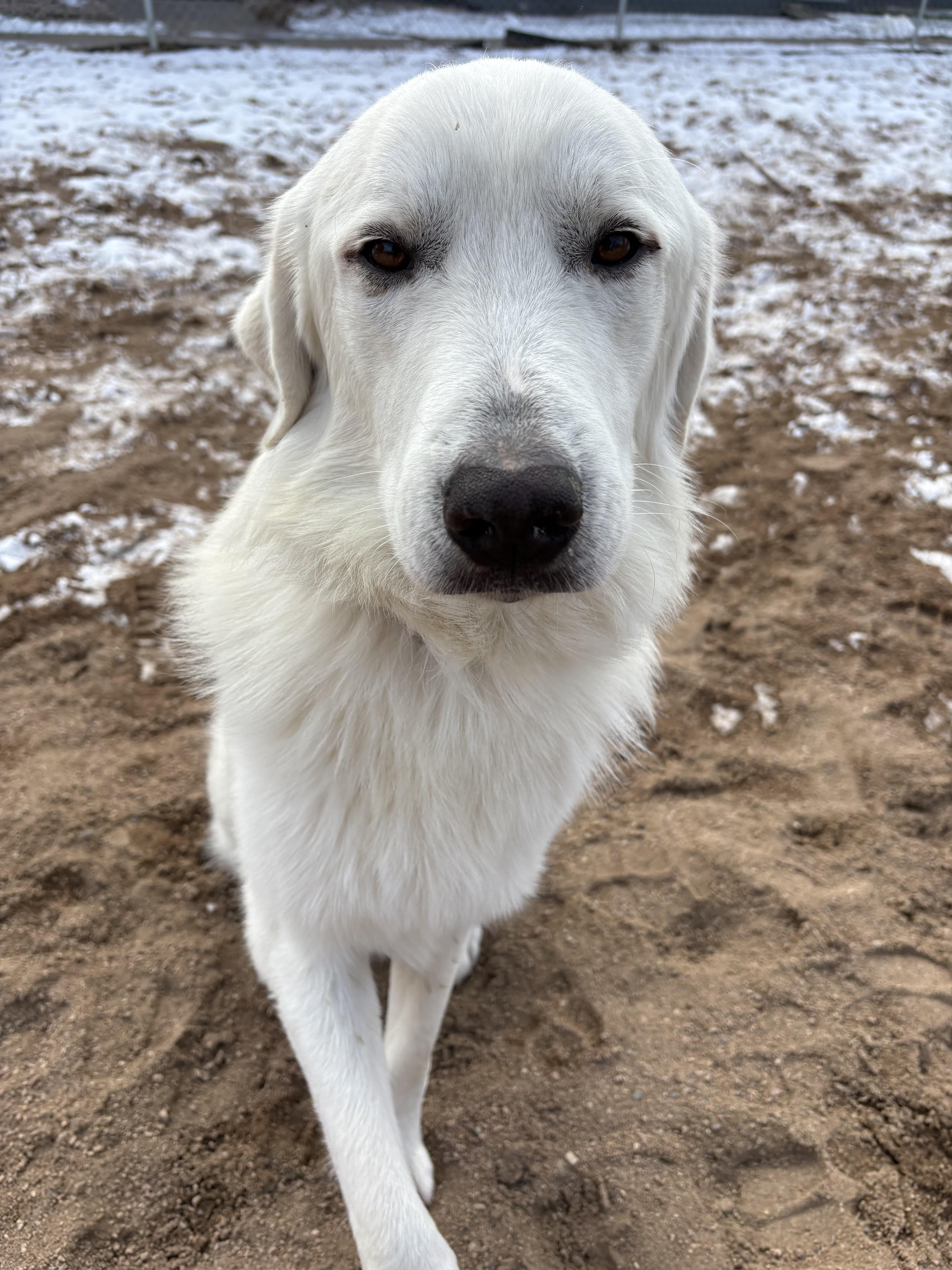 Enlarge Winter, an adopted mixed breed in Fort Collins, CO image 2/5