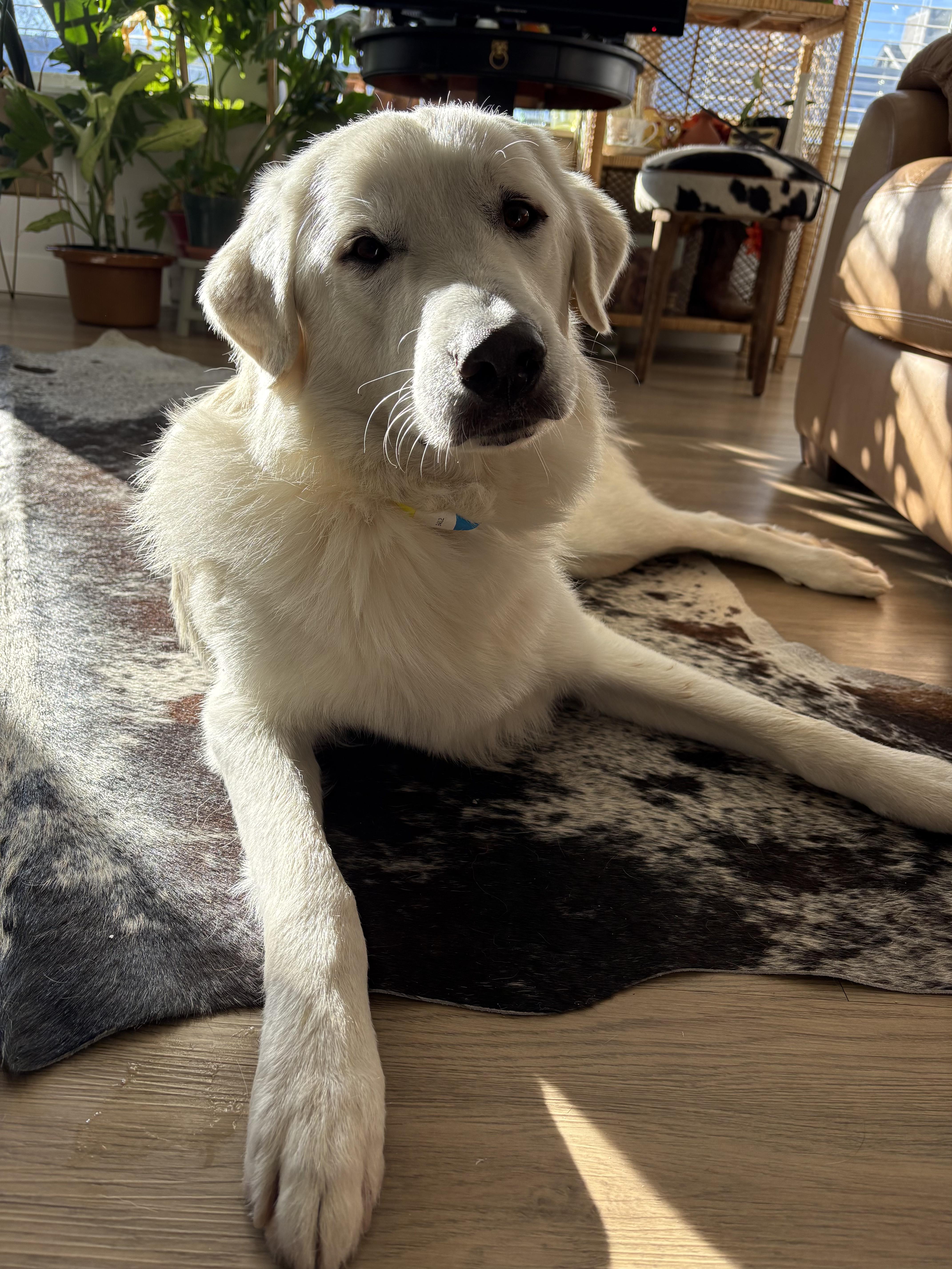 Enlarge Winter, an adopted mixed breed in Fort Collins, CO image 3/5