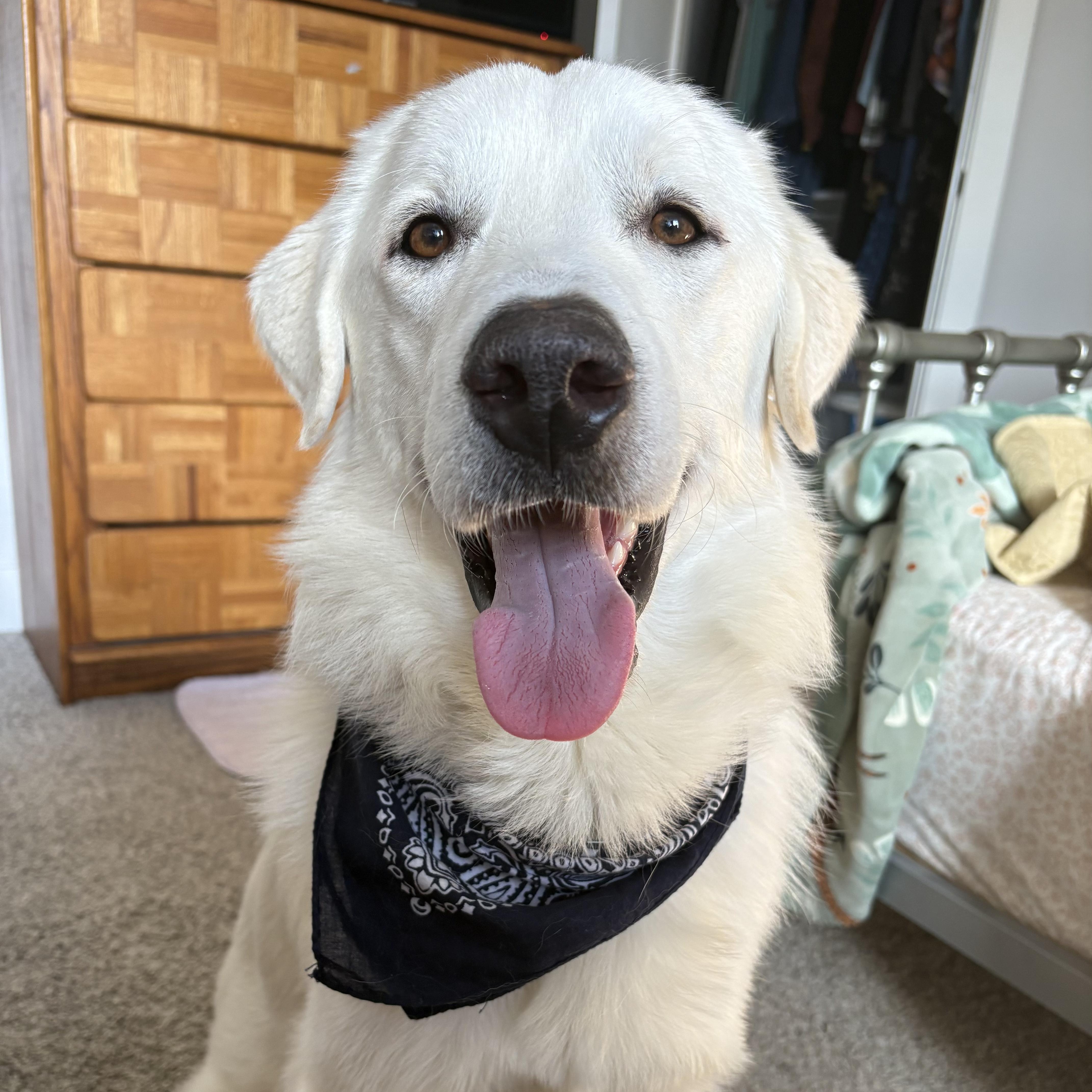 Enlarge Winter, an adopted mixed breed in Fort Collins, CO image 1/5