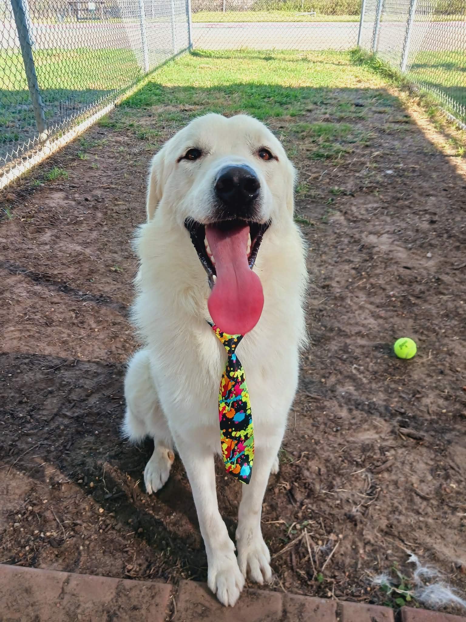Enlarge Winter, an adopted mixed breed in Fort Collins, CO image 4/5