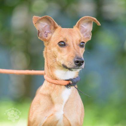 Frankie, Adoptable, Adult Male Chihuahua & Mixed Breed.