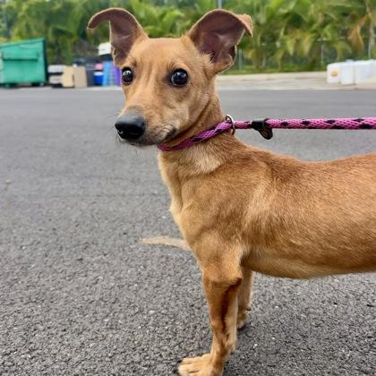 Enlarge Frankie, a Adoptable mixed breed in Honolulu, HI image 2/3