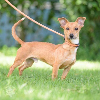 Enlarge Frankie, a Adoptable mixed breed in Honolulu, HI image 3/3